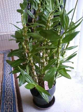 またまた観葉植物