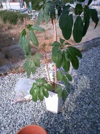 観葉植物も衣替え♪