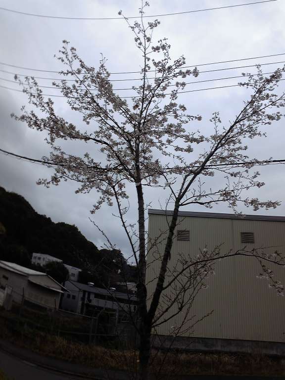 春ですね♪