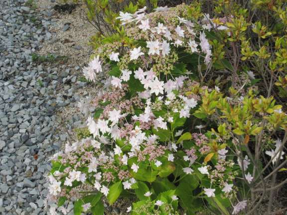 可愛く咲く紫陽花