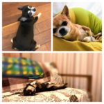 ＊明けましておめでとうございます＊