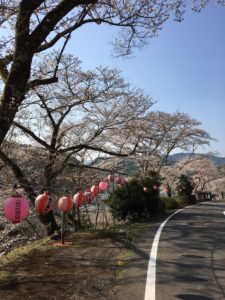 お花見日和🌸