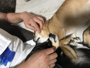 仲良しなわんこ