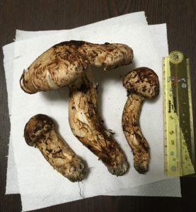 はじめまして(^^♪