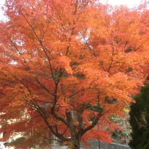 嬉しい知らせ😊