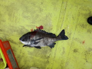 大好きな船釣り～🎵