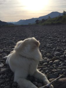 犬との暮らし♪