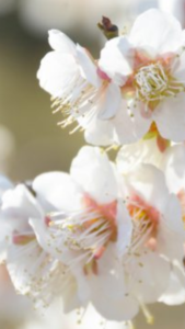 もうすぐ春🌸