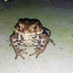 同居生物
