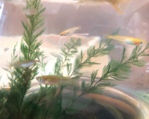 家での癒し🌱