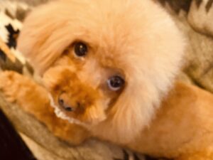 癒し🐶