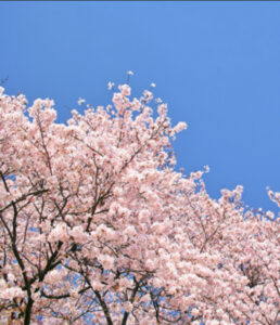 もうすぐ春🌸
