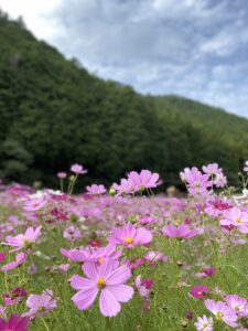 買い替え検討中