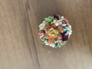 おまけの🌱