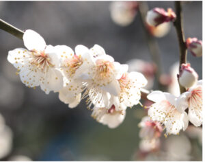 梅の花🌸